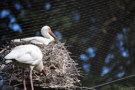 (5) L'ibis blanc.