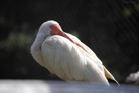 (2) L'ibis blanc.