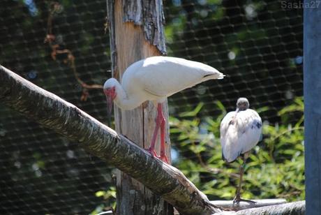 (7) L'ibis blanc.