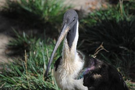 (3) L'ibis australien.