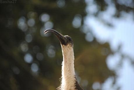 (14) L'ibis australien.