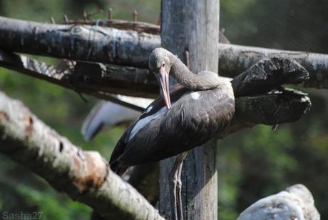 (1) L'ibis australien.