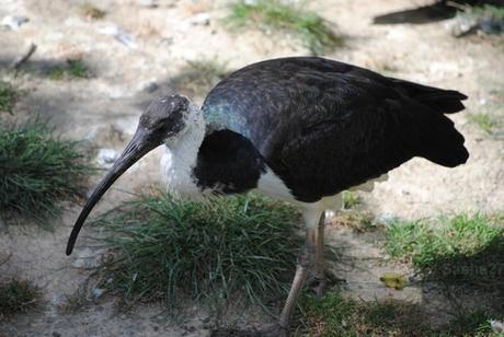 (10) L'ibis australien.