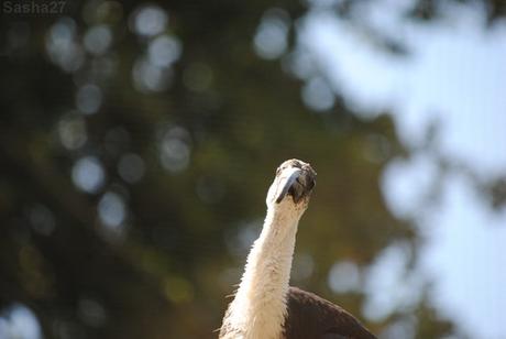 (13) L'ibis australien.