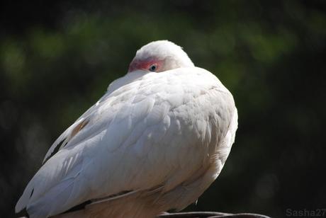(3) L'ibis blanc.