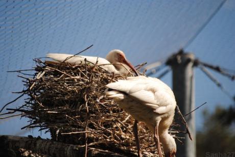 (1) L'ibis blanc.