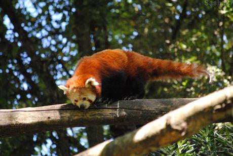 {zoo des sables} Les pandas roux. (5) Le panda roux.