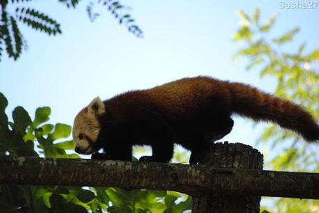 {zoo des sables} Les pandas roux. (18) Le panda roux.
