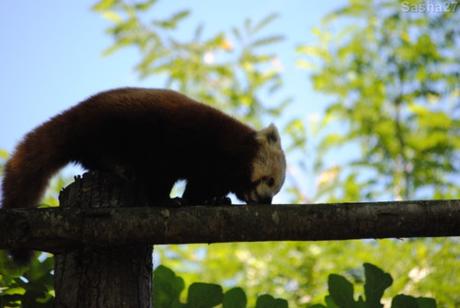 {zoo des sables} Les pandas roux. (17) Le panda roux.