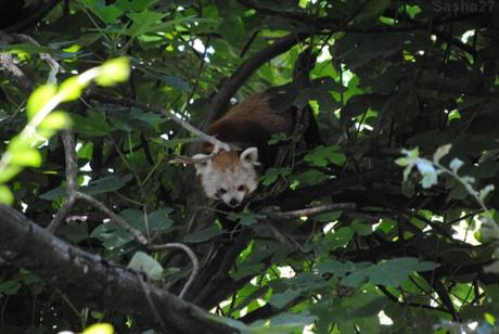 {zoo des sables} Les pandas roux. (11) Le panda roux.
