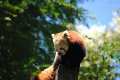 {zoo des sables} Les pandas roux. (23) Le panda roux.