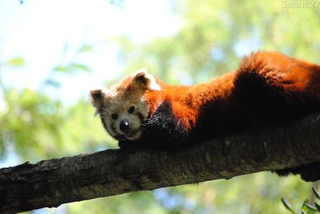 {zoo des sables} Les pandas roux. (6) Le panda roux.