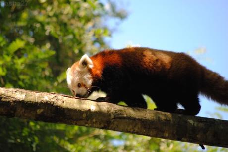 {zoo des sables} Les pandas roux. (19) Le panda roux.
