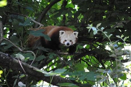 {zoo des sables} Les pandas roux. (7) Le panda roux.