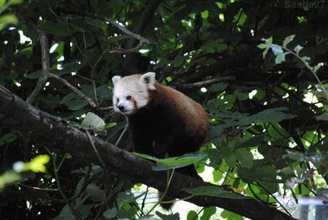 {zoo des sables} Les pandas roux. (9) Le panda roux.
