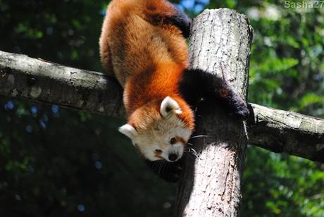 {zoo des sables} Les pandas roux. (24) Le panda roux.
