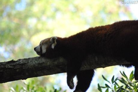 {zoo des sables} Les pandas roux. (25) Le panda roux.