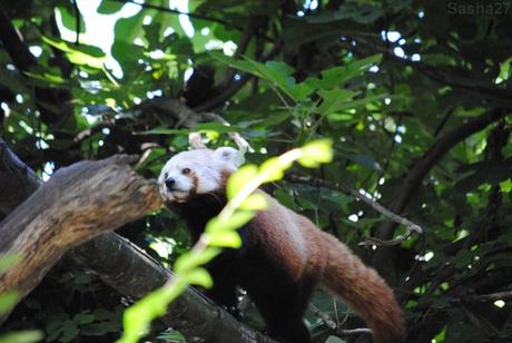 {zoo des sables} Les pandas roux. (14) Le panda roux.