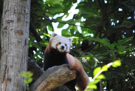 {zoo des sables} Les pandas roux. (15) Le panda roux.