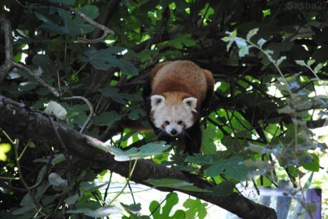 {zoo des sables} Les pandas roux. (8) Le panda roux.