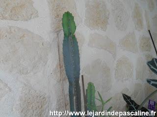Cactus en Aout