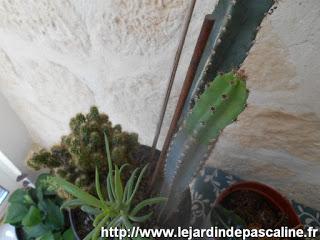 Cactus en Aout