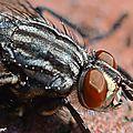 Une mouche porteuse de maladies mais utile en entomologie légale ! Une mouche porteuse de maladies mais utile en entomologie légale !