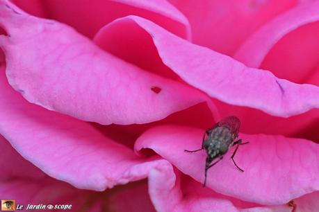 Une petite mouche au faux airs de syrphe.... Mouche Stomorhina lunata