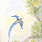illustration de l oiseau bleu