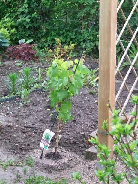 Les grappes de raisin sur une vigne: une bonne taille et une surveillance de la maladie