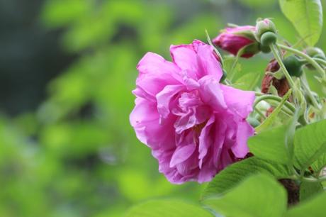 Roses d'août Roses d'août