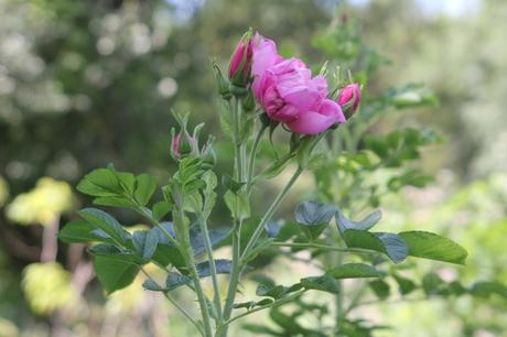 Roses d'août Roses d'août