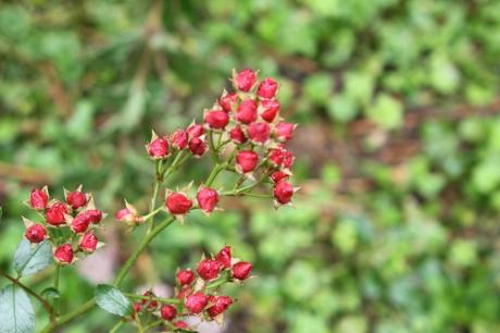 Roses d'août Roses d'août