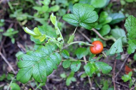 Roses d'août Roses d'août