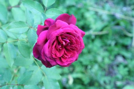 Roses d'août Roses d'août