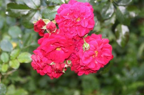 Roses d'août Roses d'août