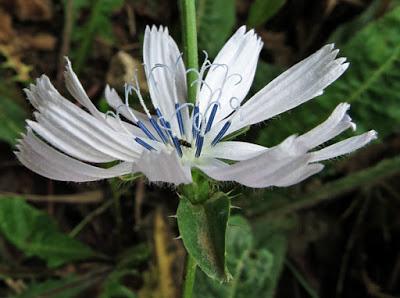 Cichorium intybus albiflora, Chicorée sauvage