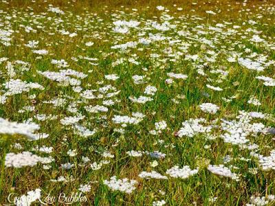 ❁ Les Carottes Sauvages❁ ❁ Les Carottes Sauvages❁