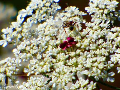 ❁ Les Carottes Sauvages❁ ❁ Les Carottes Sauvages❁