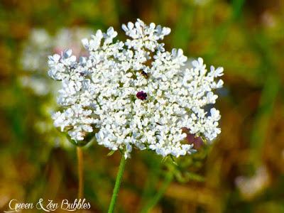 ❁ Les Carottes Sauvages❁ ❁ Les Carottes Sauvages❁