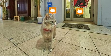 Cat Street View, un Google Maps avec des chats