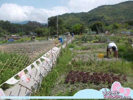 J'y étais : A la ferme organique Hello Kitty de Hong Kong http://www.jaimehellokitty.com/images/IMG2015B/22.jpg
