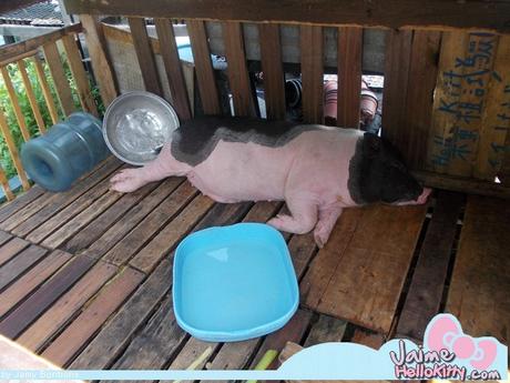 J'y étais : A la ferme organique Hello Kitty de Hong Kong http://www.jaimehellokitty.com/images/IMG2015B/15.jpg