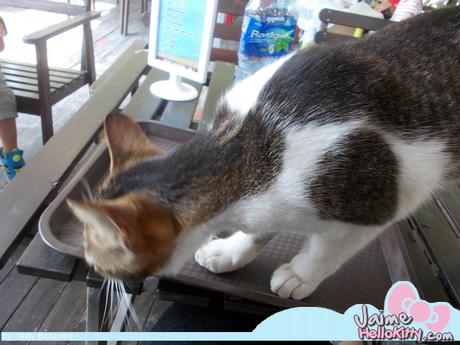 J'y étais : A la ferme organique Hello Kitty de Hong Kong http://www.jaimehellokitty.com/images/IMG2015B/R5.jpg