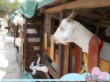 J'y étais : A la ferme organique Hello Kitty de Hong Kong http://www.jaimehellokitty.com/images/IMG2015B/15A.jpg