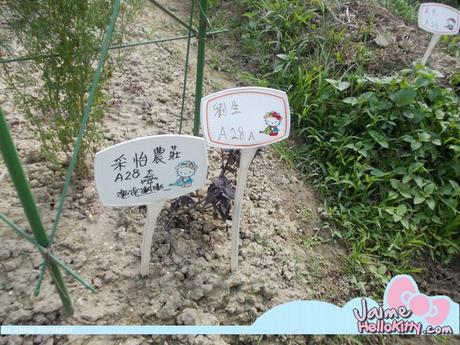 J'y étais : A la ferme organique Hello Kitty de Hong Kong http://www.jaimehellokitty.com/images/IMG2015B/22A1.jpg