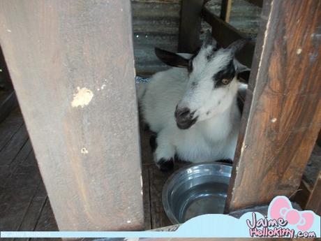 J'y étais : A la ferme organique Hello Kitty de Hong Kong http://www.jaimehellokitty.com/images/IMG2015B/16.jpg