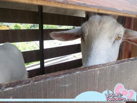 J'y étais : A la ferme organique Hello Kitty de Hong Kong http://www.jaimehellokitty.com/images/IMG2015B/17.jpg