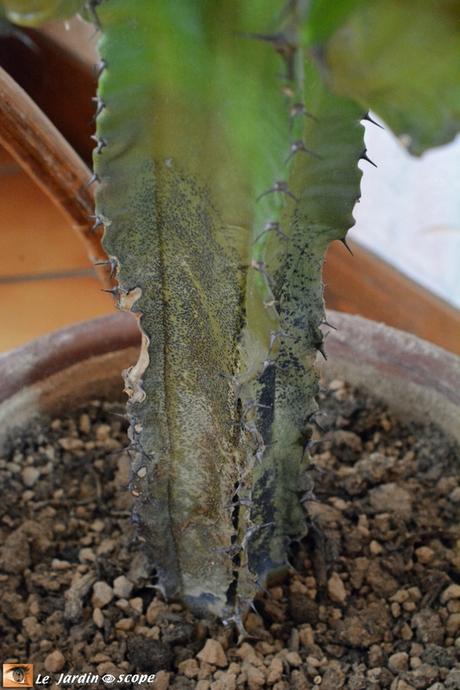 Euphorbia erythrea candelabrum - malade