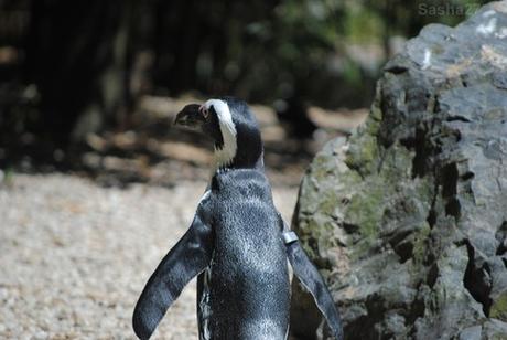{zoo des sables} Les oiseaux aquatiques. (23) Les manchots du Cap.